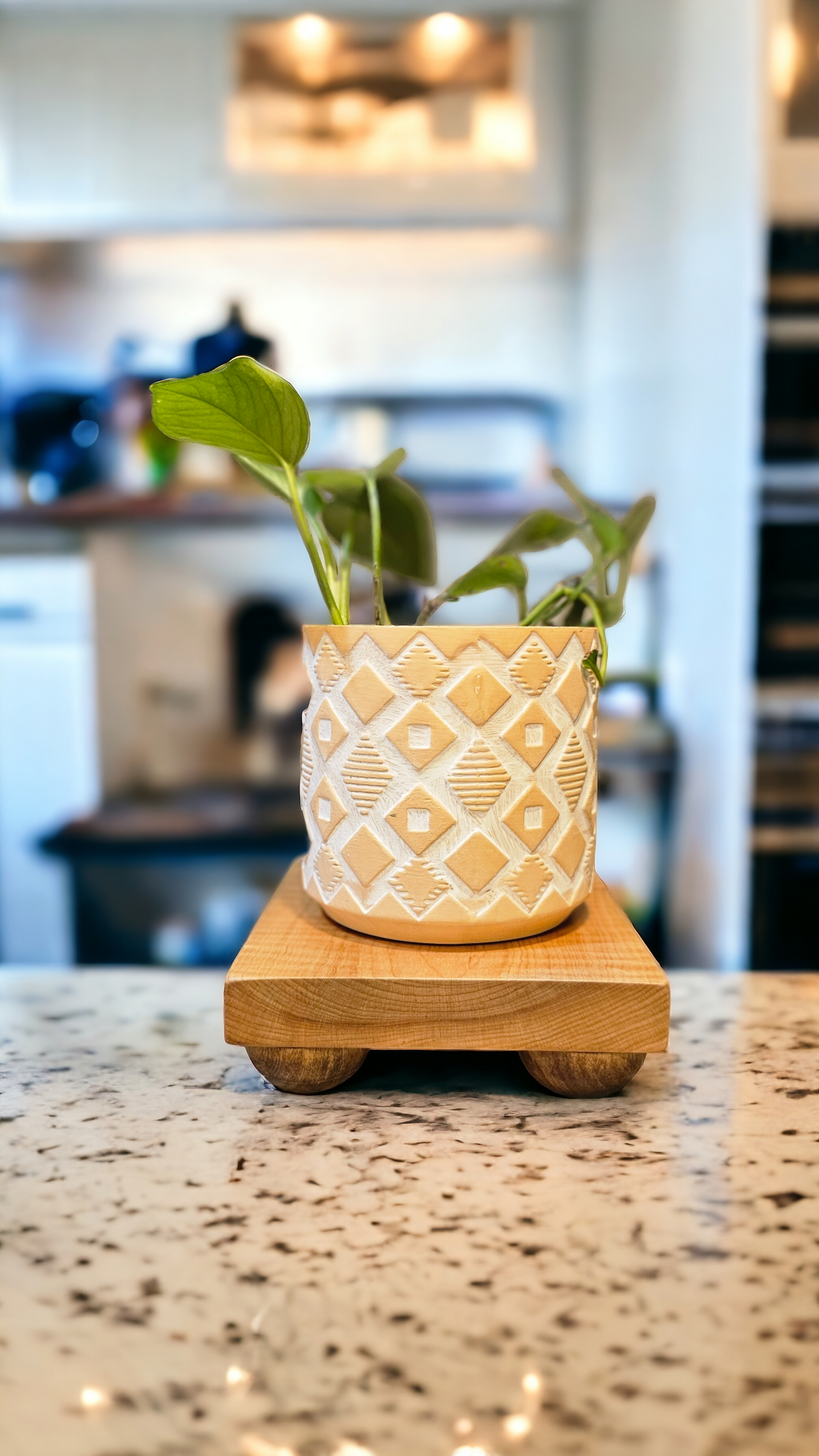 Curly Maple Plant Riser